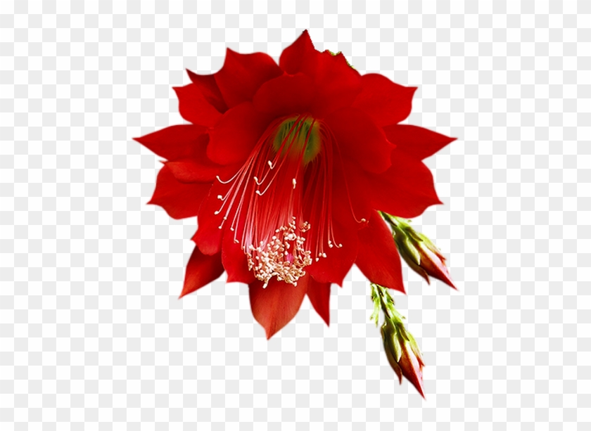 Tube Flores-flor Vermelha Flower Clipart, Hibiscus, - Tube Flores-flor Vermelha Flower Clipart, Hibiscus, #1548274