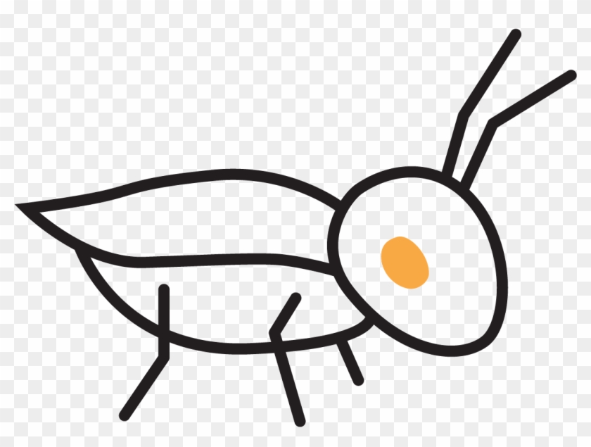 Collection Of Free Hopped Grillo Download On - Collection Of Free Hopped Grillo Download On #1548538