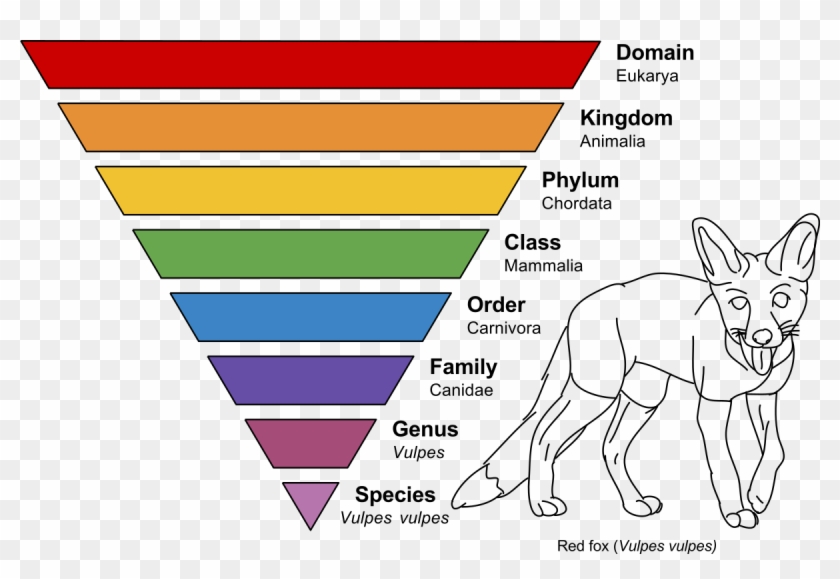 Taxonomic Rank Wikipedia - Taxonomic Rank Wikipedia #1548613
