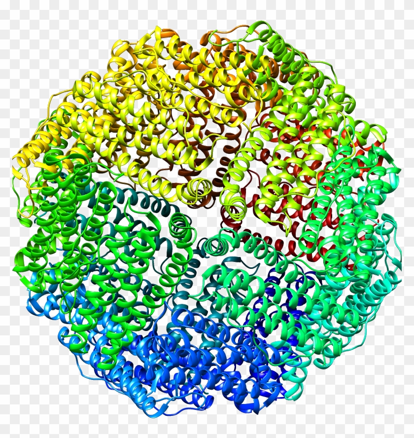 Horse Apo Ferritin - Horse Apo Ferritin #1548687