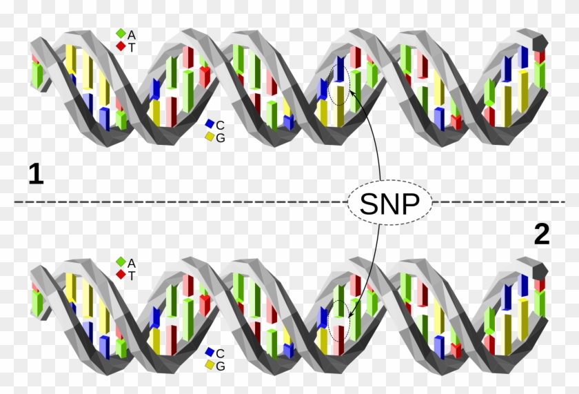 File Snp Wikimedia Commons - File Snp Wikimedia Commons #1548730