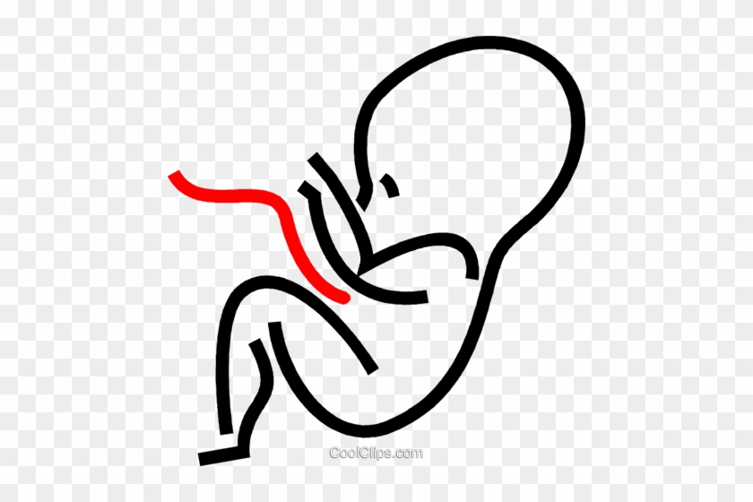 Human Fetus Royalty Free Vector Clip Art Illustration - Human Fetus Royalty Free Vector Clip Art Illustration #1548919
