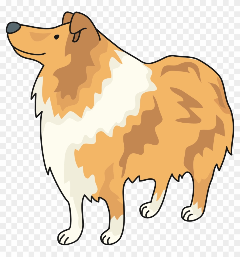 Collie - Collie #1550692
