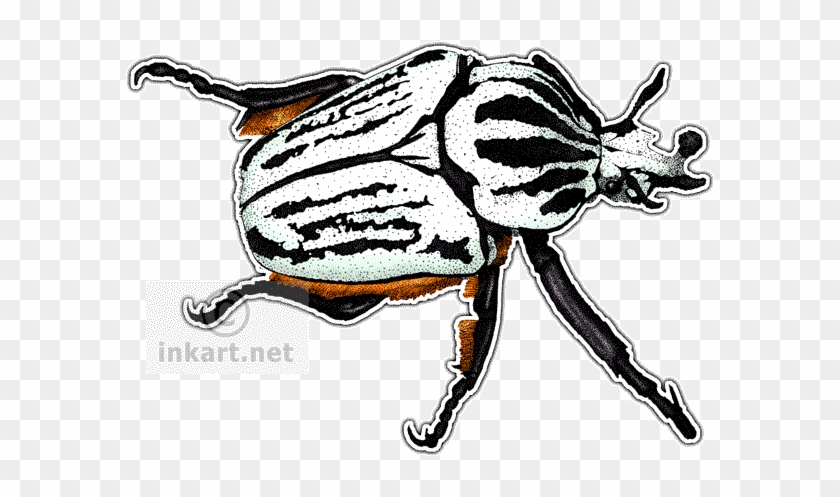 Goliath Beetle Decal - Goliath Beetle Decal #1551619