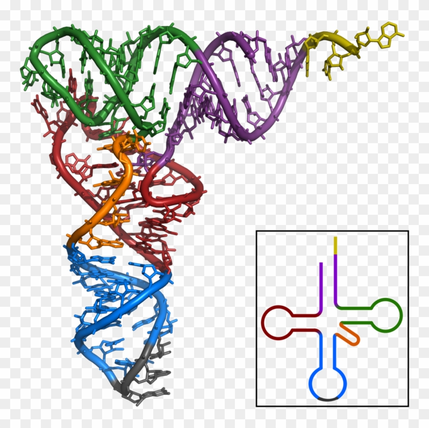 Trna-phe Yeast 1ehz - Trna-phe Yeast 1ehz #1551685