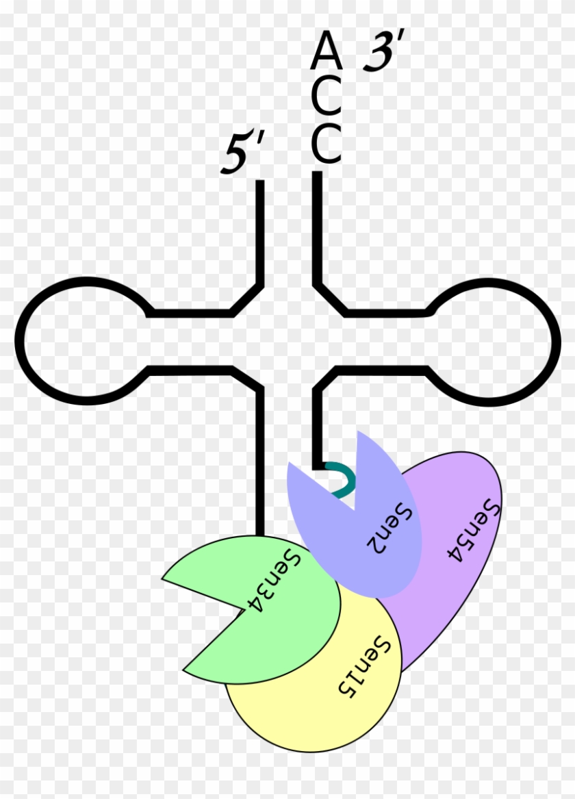 Intron Containing Pre Trna In Cytoplasm Bound By Sen - Intron Containing Pre Trna In Cytoplasm Bound By Sen #1551727