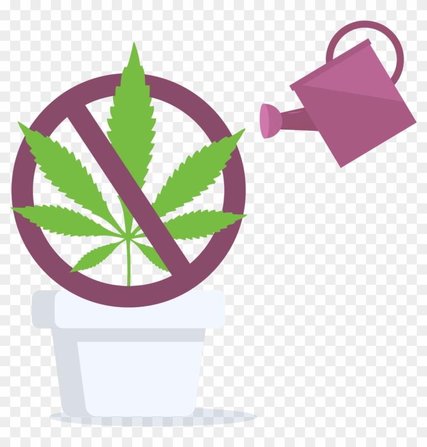 Cannabis Home Grow Is Prohibited In Quebec, Canada - Cannabis Home Grow Is Prohibited In Quebec, Canada #1553090