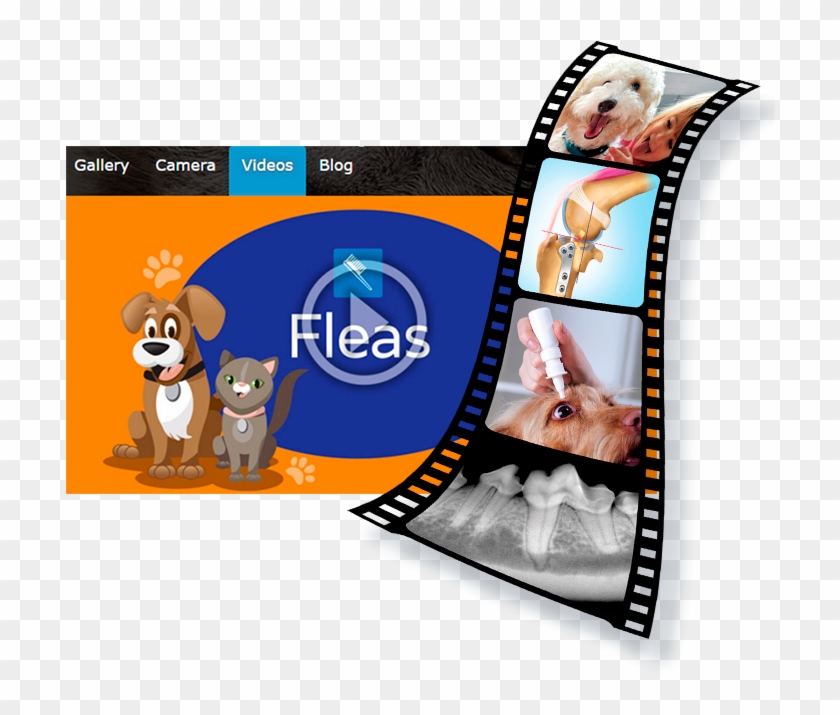 Library Clipart Veterinarian - Library Clipart Veterinarian #1553181