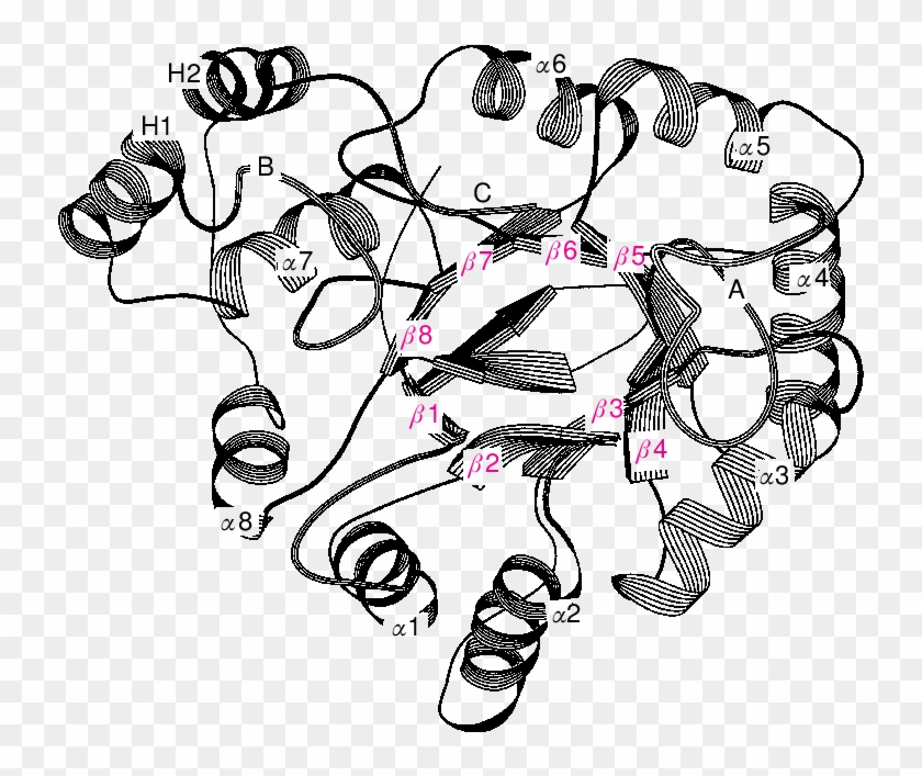A Common Three-dimensional Fold For The Akrs The Ribbon - A Common Three-dimensional Fold For The Akrs The Ribbon #1553206