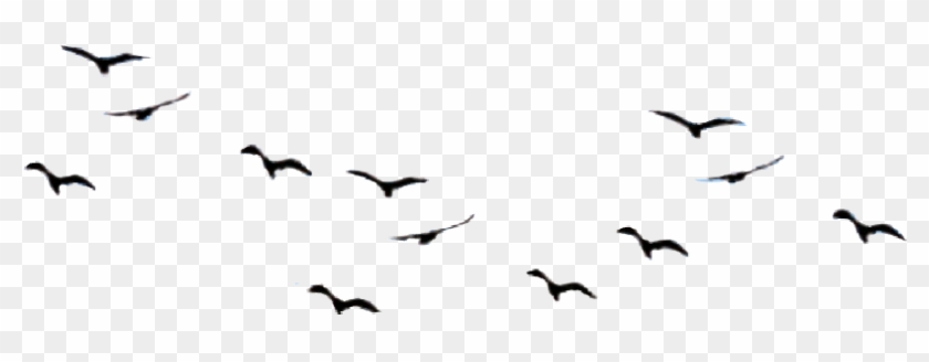 Birds Flying 2 Flock Of Birds @theresa421 - Birds Flying 2 Flock Of Birds @theresa421 #1554154