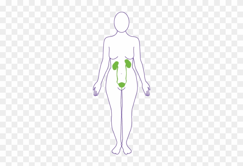 Brain And Nervous System - Brain And Nervous System #1554721