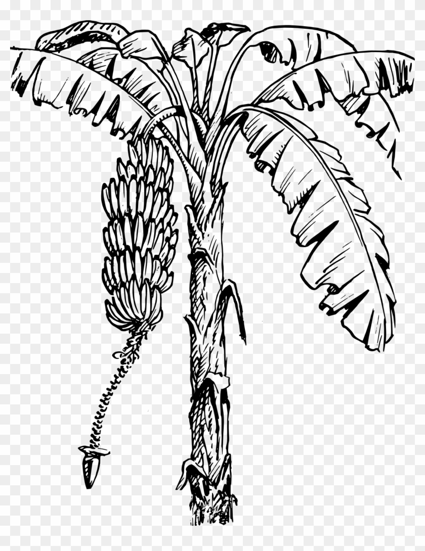 Clip Art - Banana Tree Line Art #35964