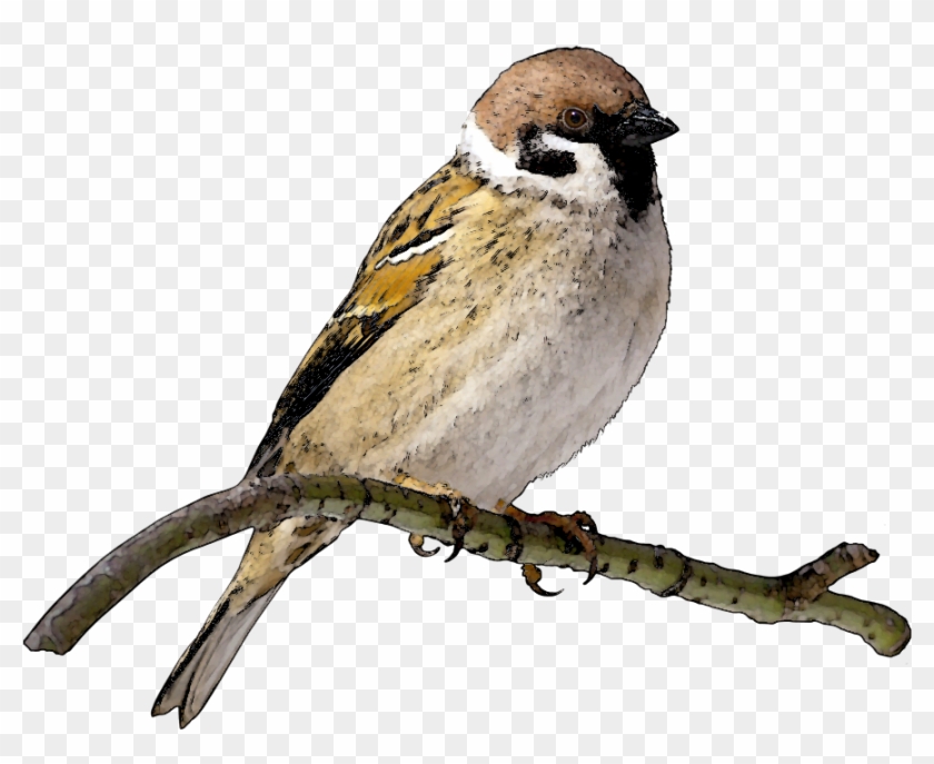 Finch Clip Art - Sparrow Png #35995
