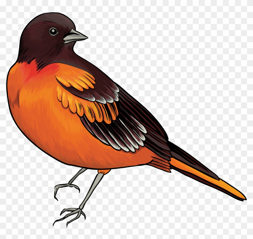 Clipart Bird Photos Black And Orange Png Best Web - Bird Clipart #36029