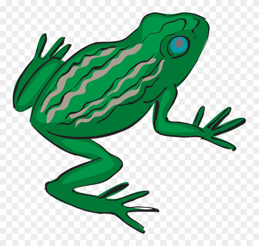 Frog Amphibian Tropical Rainforest Exotic Nature - Tropical Frog Transparent #36252