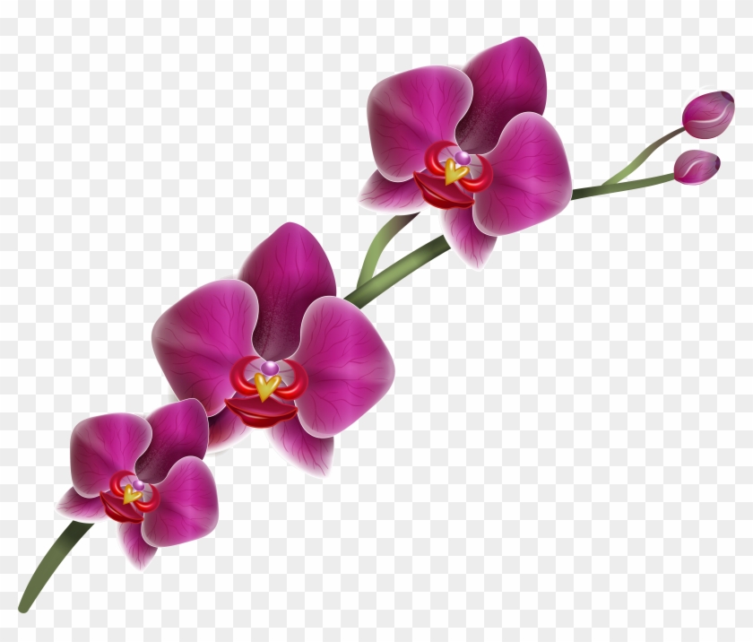Clip Art - Orchid Flower Transparent Background #36616