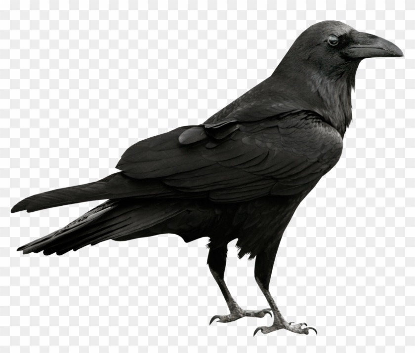 Download - Raven Png #37545