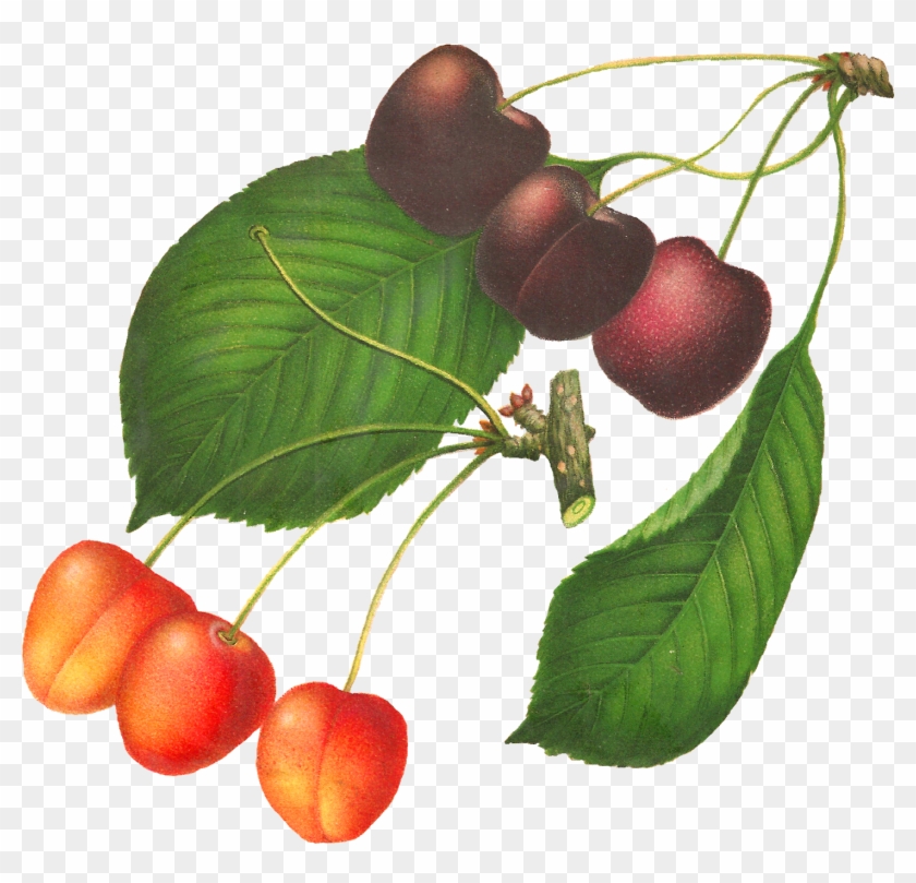 This Digital Cherry Clip Art Would Be Lovely In So - Botanical Illustration #37853