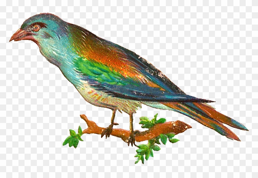Victorian Bird Clip Art - Finch #38098