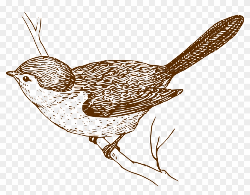 Songbird Clipart Little Bird - Bird On A Branch Sketch #38157