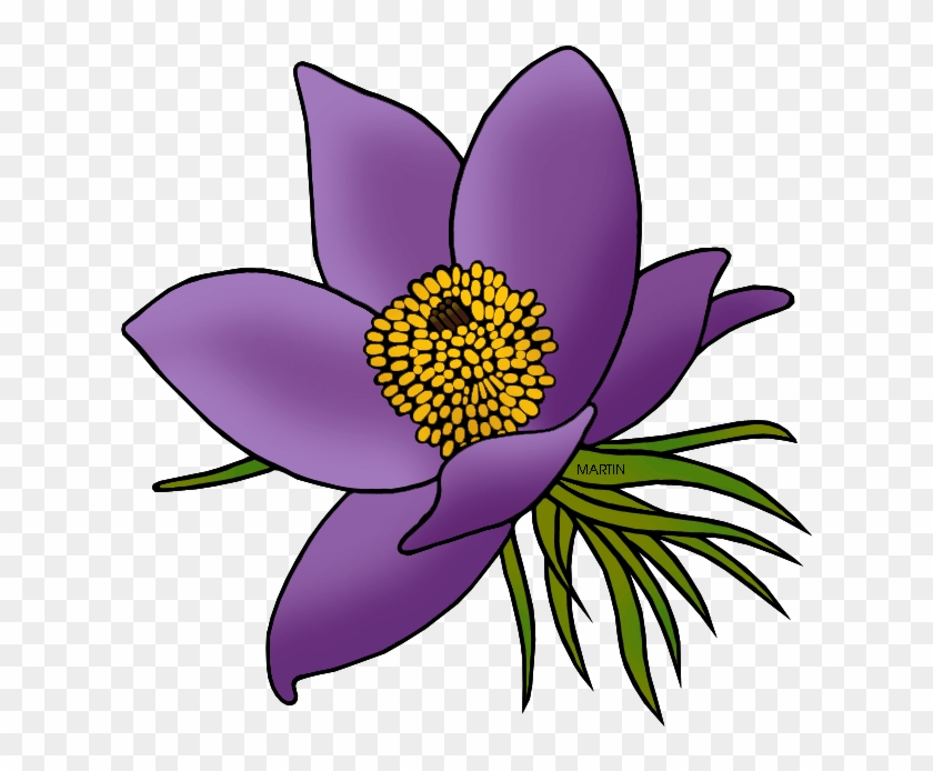 State Floral Emblem Of South Dakota - South Dakota State Flower Clipart #39096