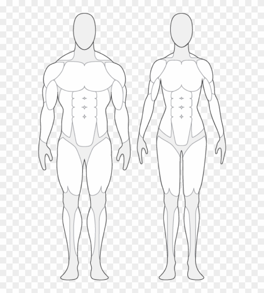 Human Anatomy Outline Human Body Muscle Outline Tendernessco - Human Body Muscle Outline #40160