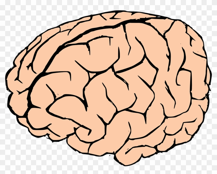 brain clipart transparent