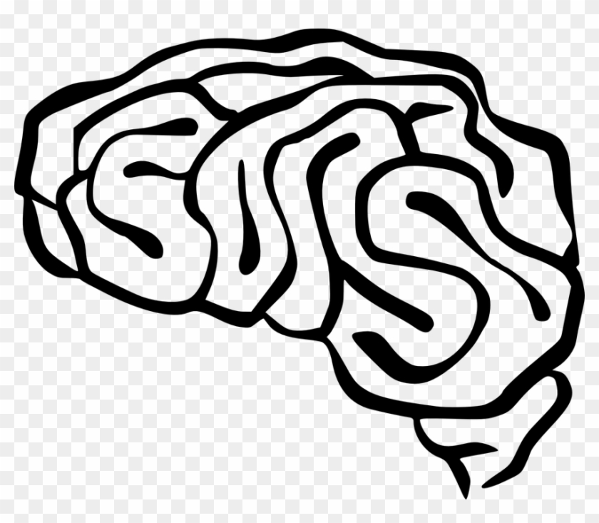 Brain Anatomy Intelligence Organ Human Neurology - Brain Clip Art #40177