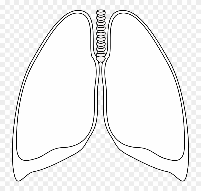 Lungs Clear Bronchia Human Anatomy Respiratory - Pulmones En Blanco Y Negro #40199