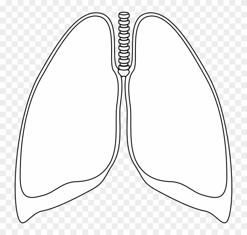 Lungs Clear Bronchia Human Anatomy Respiratory - Pulmones En Blanco Y Negro #40199