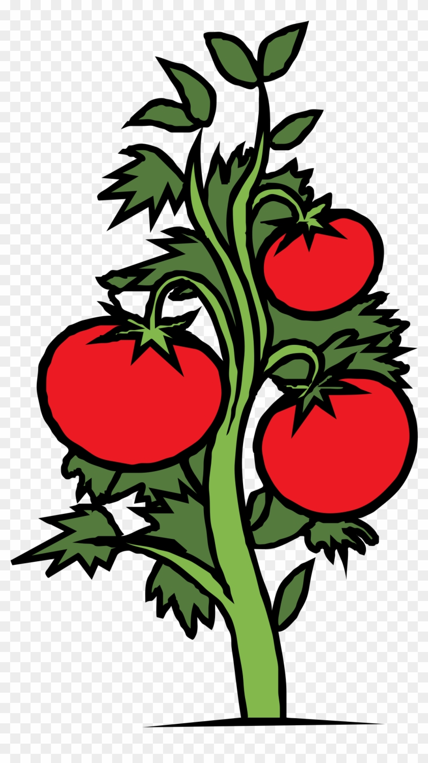 Roots Clipart Tomato Plant - Tomato Plant Clip Art #40278