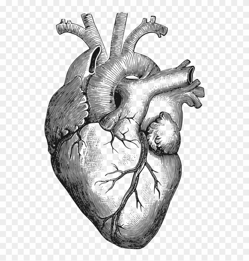 Clipart - Anatomical Heart - Anatomical Heart Drawing #40288