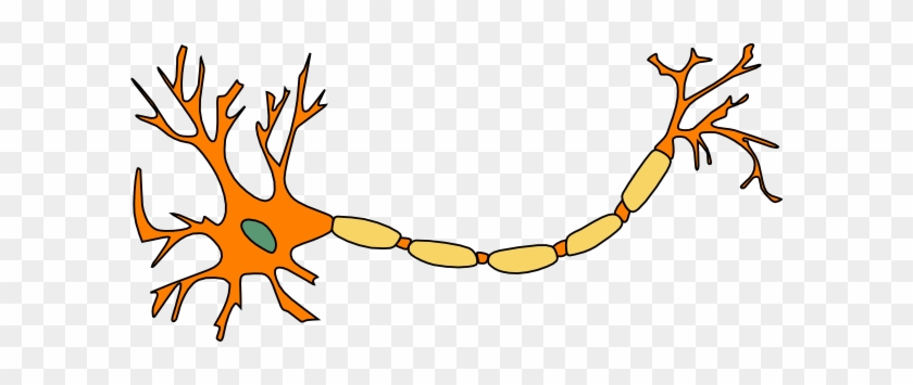 Ap Psych Brain Diagram Unlabeled - Motor Neuron Not Labeled #40324