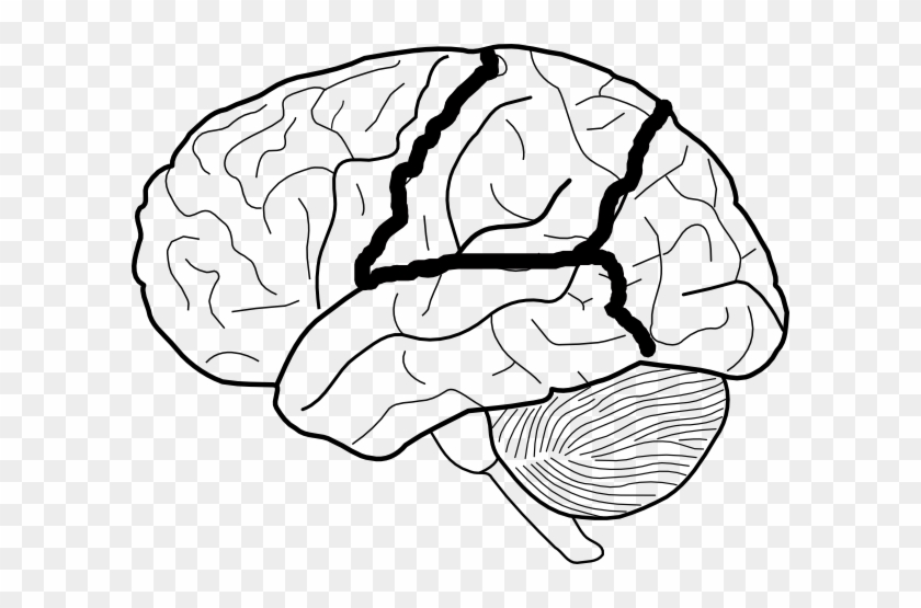 Brain Skech With Lobes Outlined Clip Art Vector Clip - Blank Lobes Of The Brain #40325