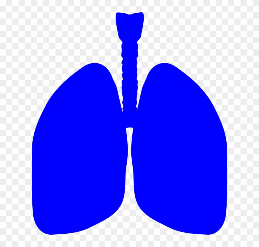 Lungs Human Body Anatomy Body Human Medical - Lung Cartoon Clip Art #40348