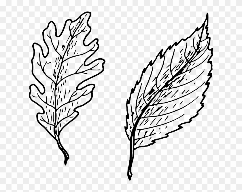 Beech, Beech Tree, Oak, Leaves, Biology, Botany, Plant - Simple Vs Complex Leaves #40434