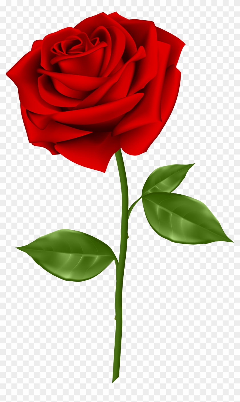 Red Rose Transparent Png Clip Art - Rose Png #40465