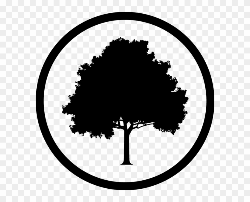 Hazel Oak Farms - North American American Oak Tree #40649