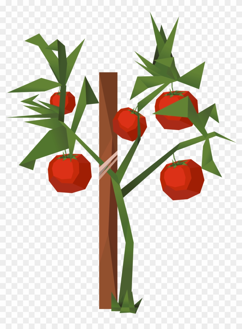 Tomato Clip Art - Tomato Clip Art #41237