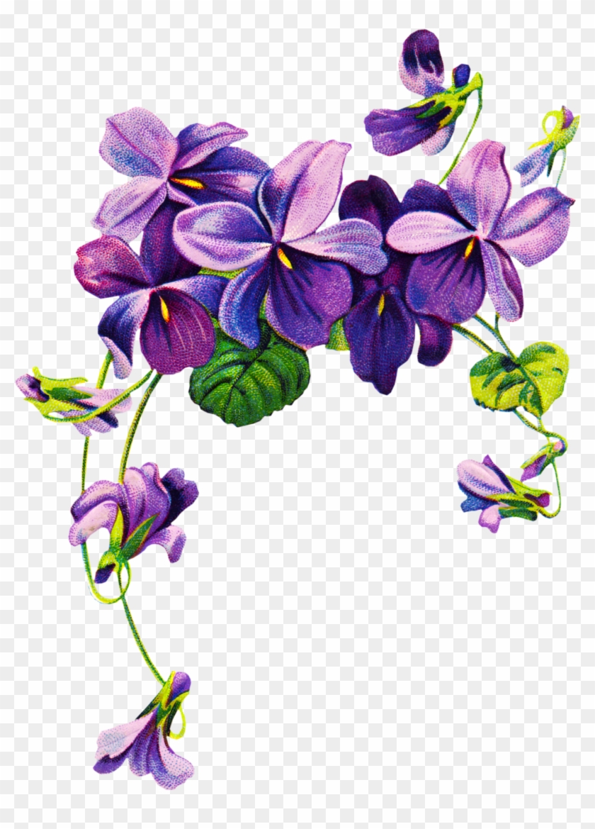 Free Vintage Violet Graphics - Violets Drawing #41547