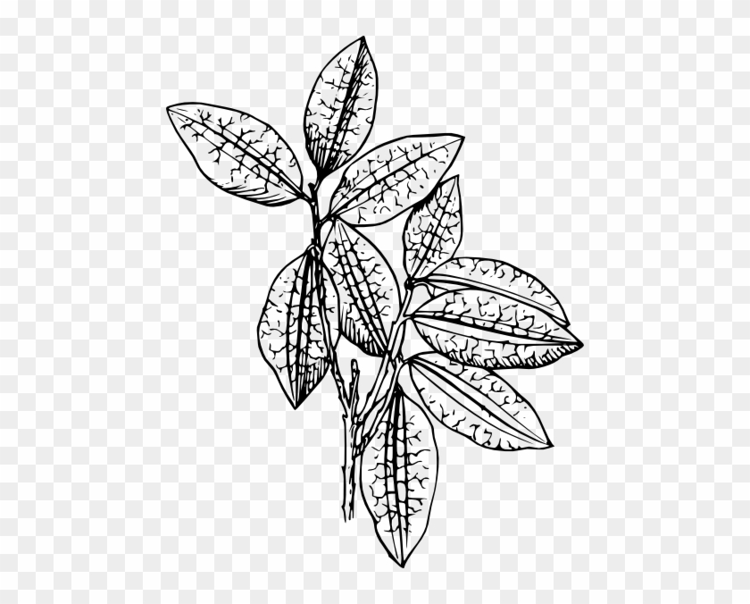 Coca Plant Clip Art At Clker - Plant Clip Art #41819