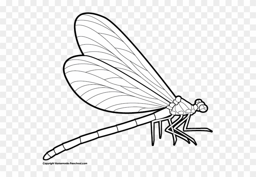 Dragonfly Clipart - Dragonfly Drawing Side View #42063