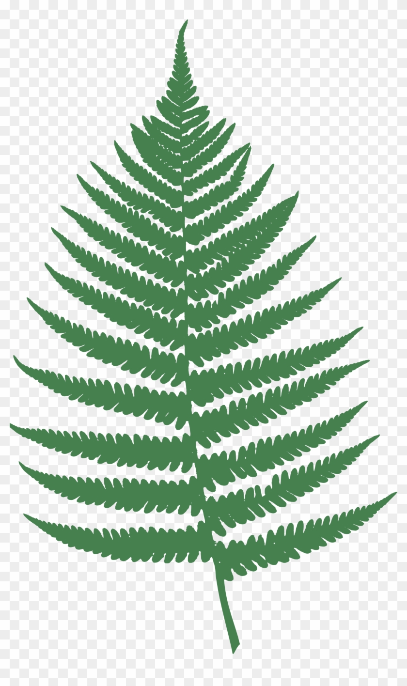 Fern Clipart Transparent - Fern Leaf Clipart #42468