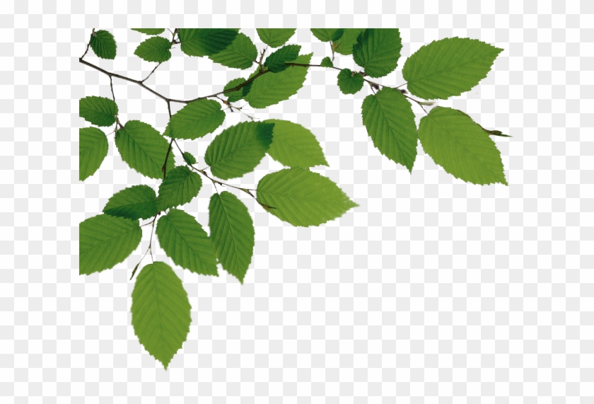 Download Png Image Report - Tree Branch Png #42690