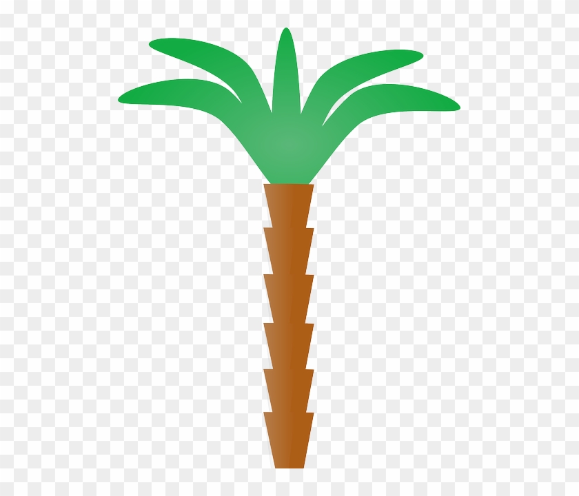 Tree, Cartoon, Plant, Florida, Coconut, Nature - Palm Tree Clip Art #42841