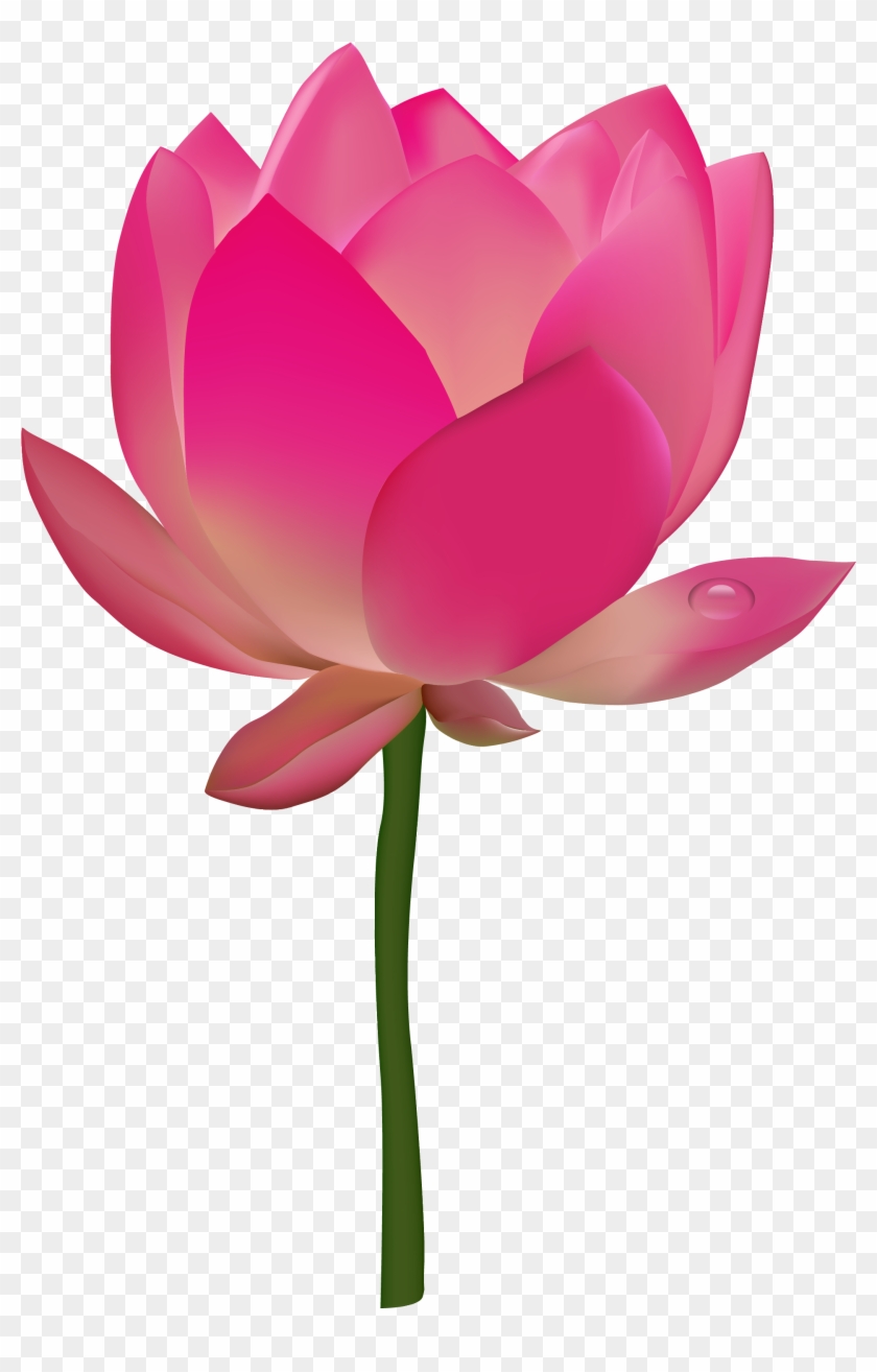 Lotus Flower Png Transparent Vector Png Images - Lotus Flower Vector Png #43076