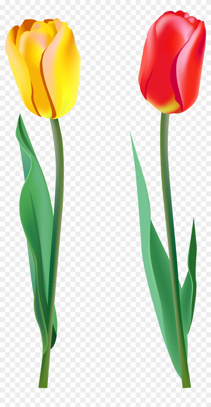 Spring Clipart Pink Tulip - Two Flowers Png #43196