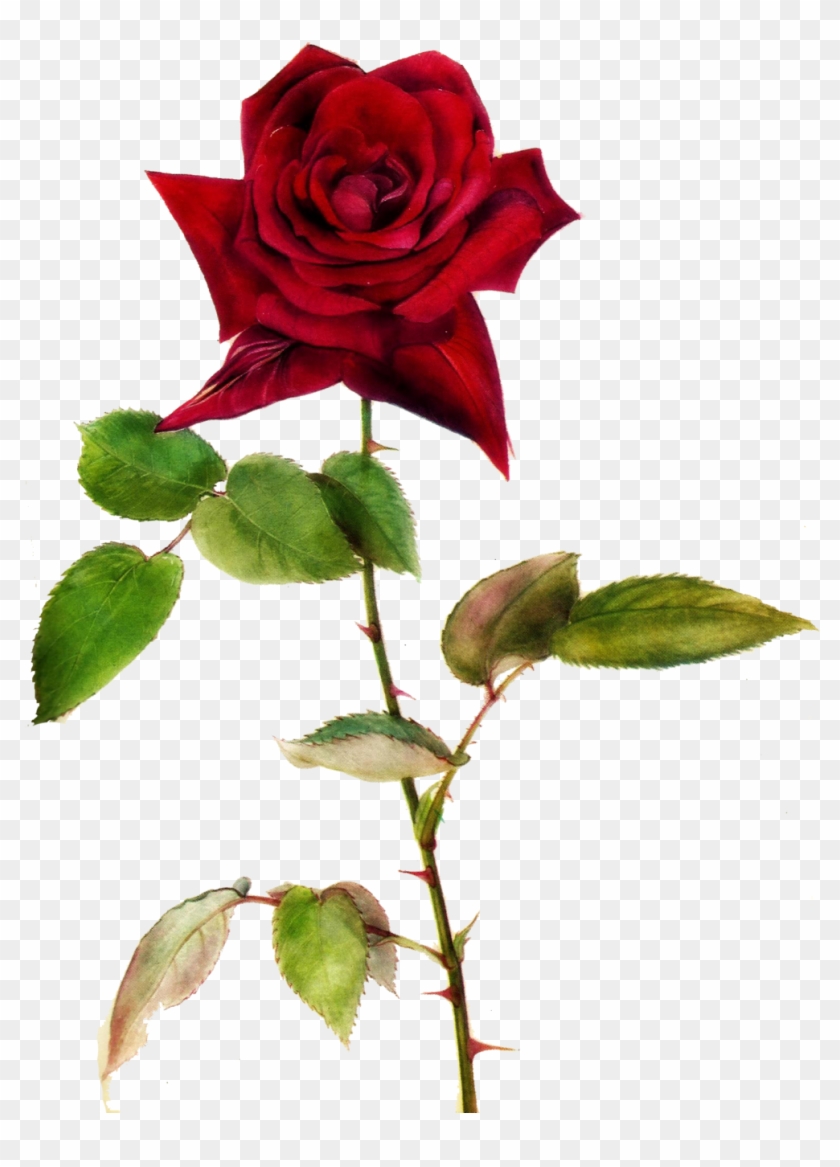 Red Rose Clipart One - One Red Rose Png #43227