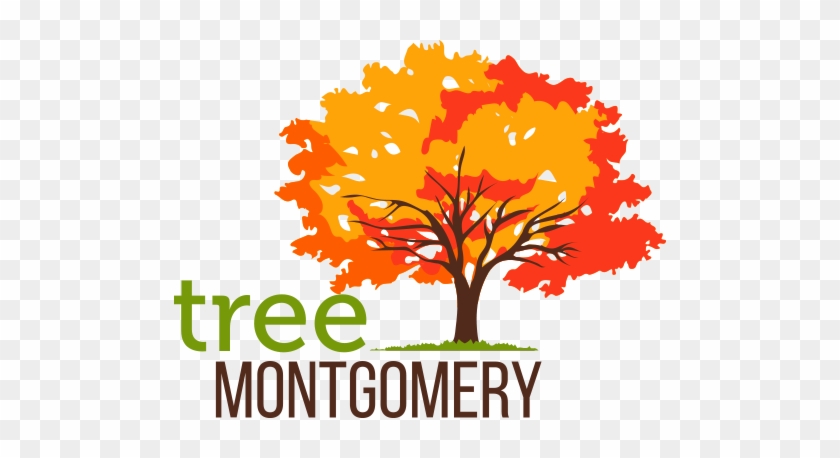 Tree Montgomery Tree Montgomery - Tree #43237
