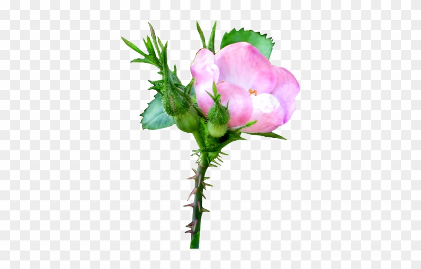 Pink Soft Rose Clipart - Wild Rose Transparent Background #43273